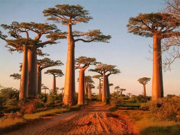 Baobab : le super aliment bio qui révolutionne votre régime !